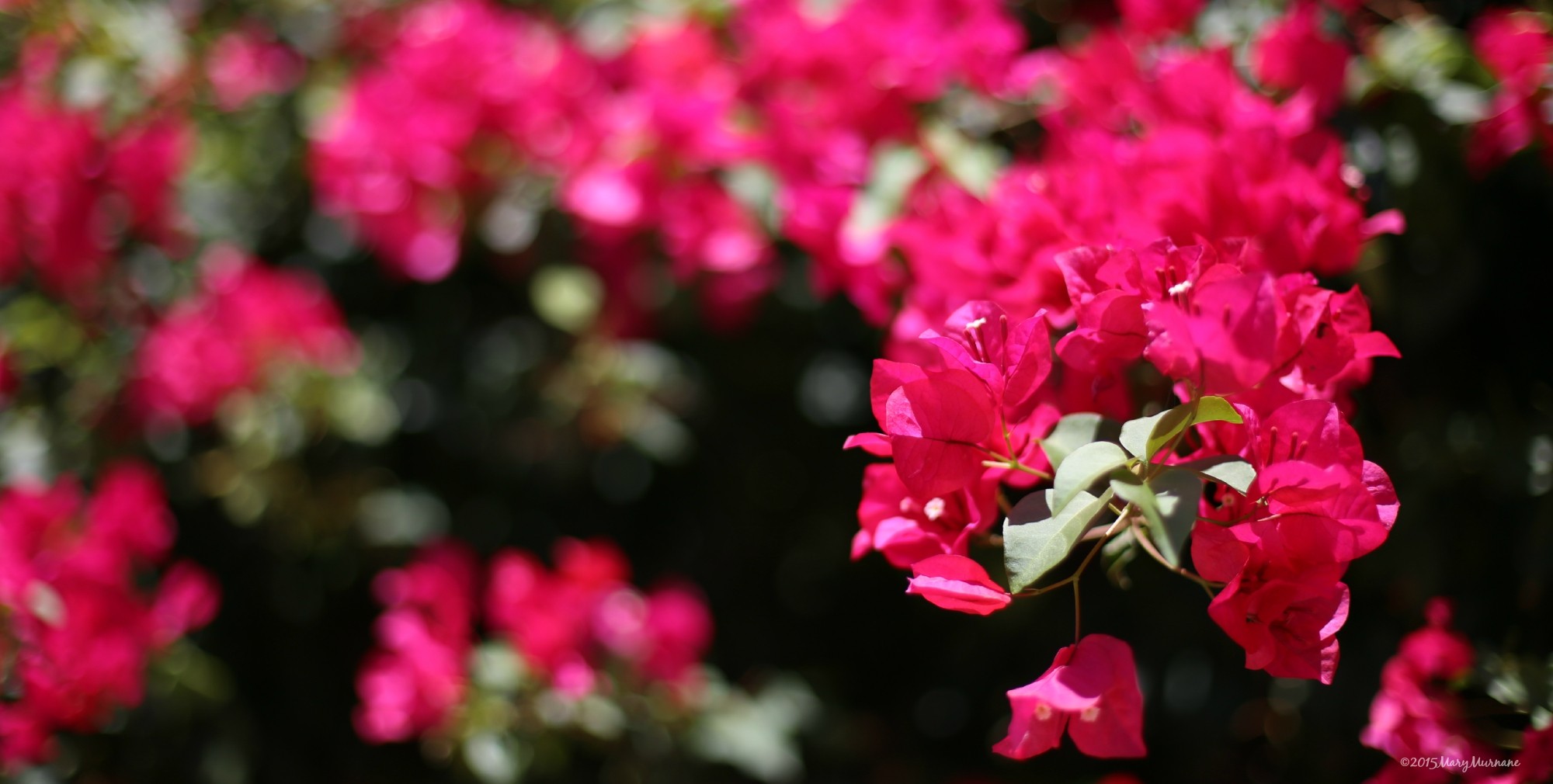 The Bougainvillea