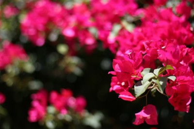 The Bougainvillea
