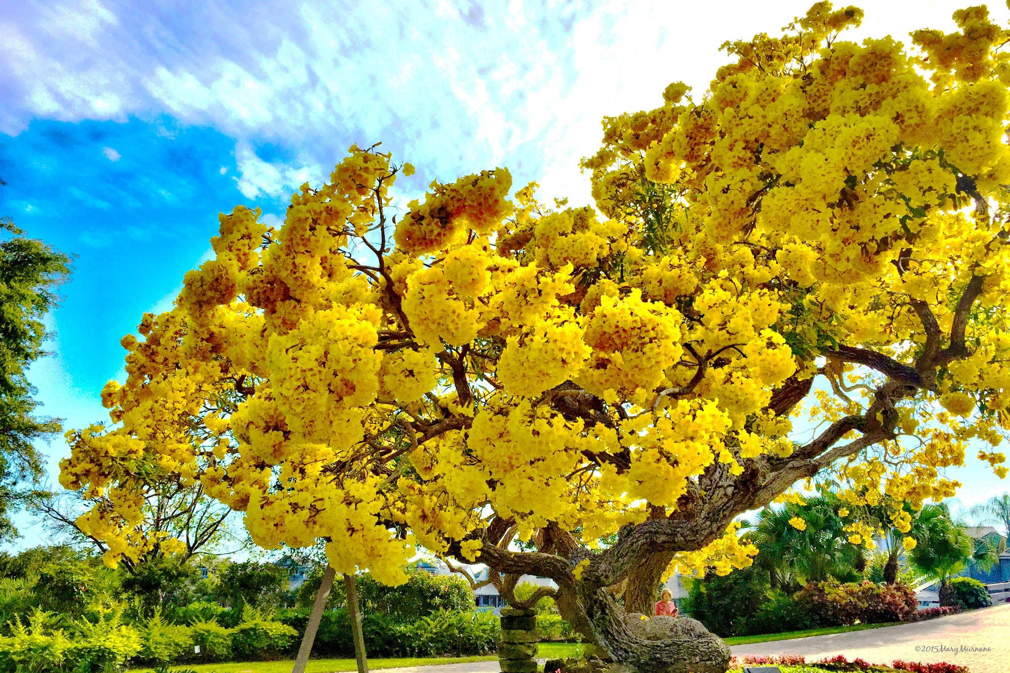 The Tabebuia Tree