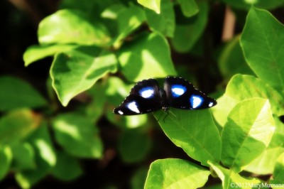 The Butterflies and Blooms Exhibit